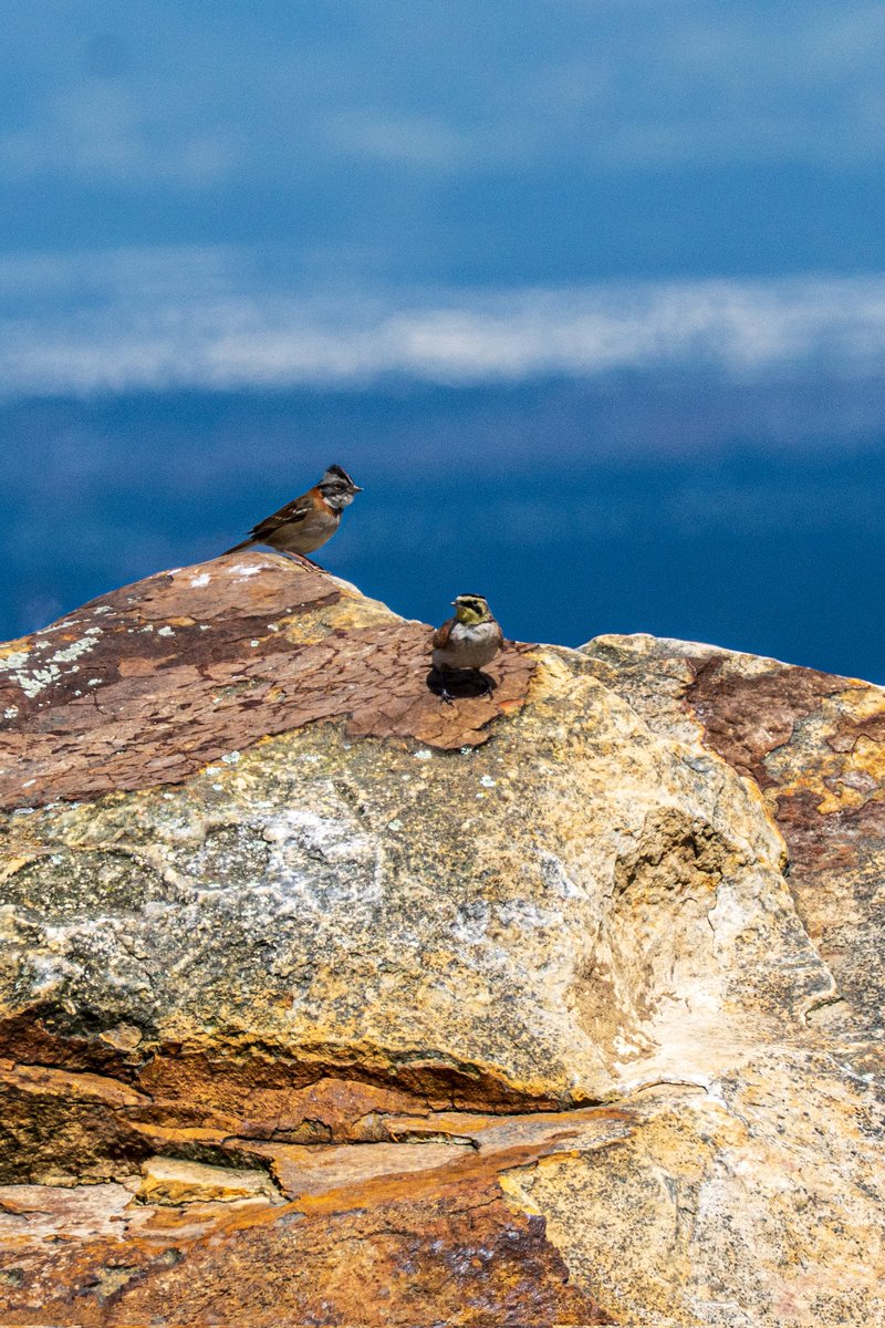 Raúl H Castillo Albadan tweet media