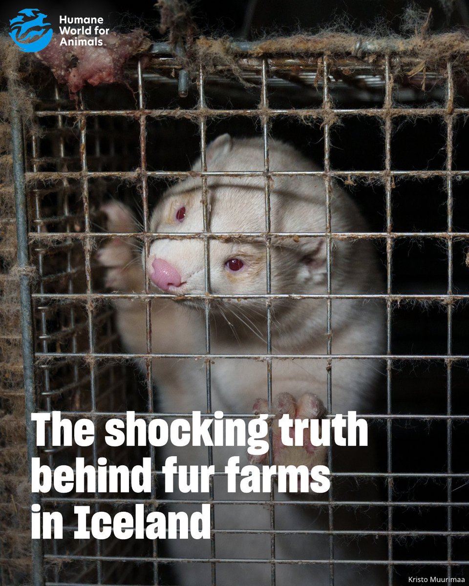 Humane World for Animals Europe tweet media
