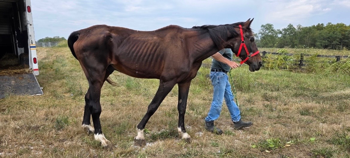 Mane Characters Equine Reserve & Retirement tweet media
