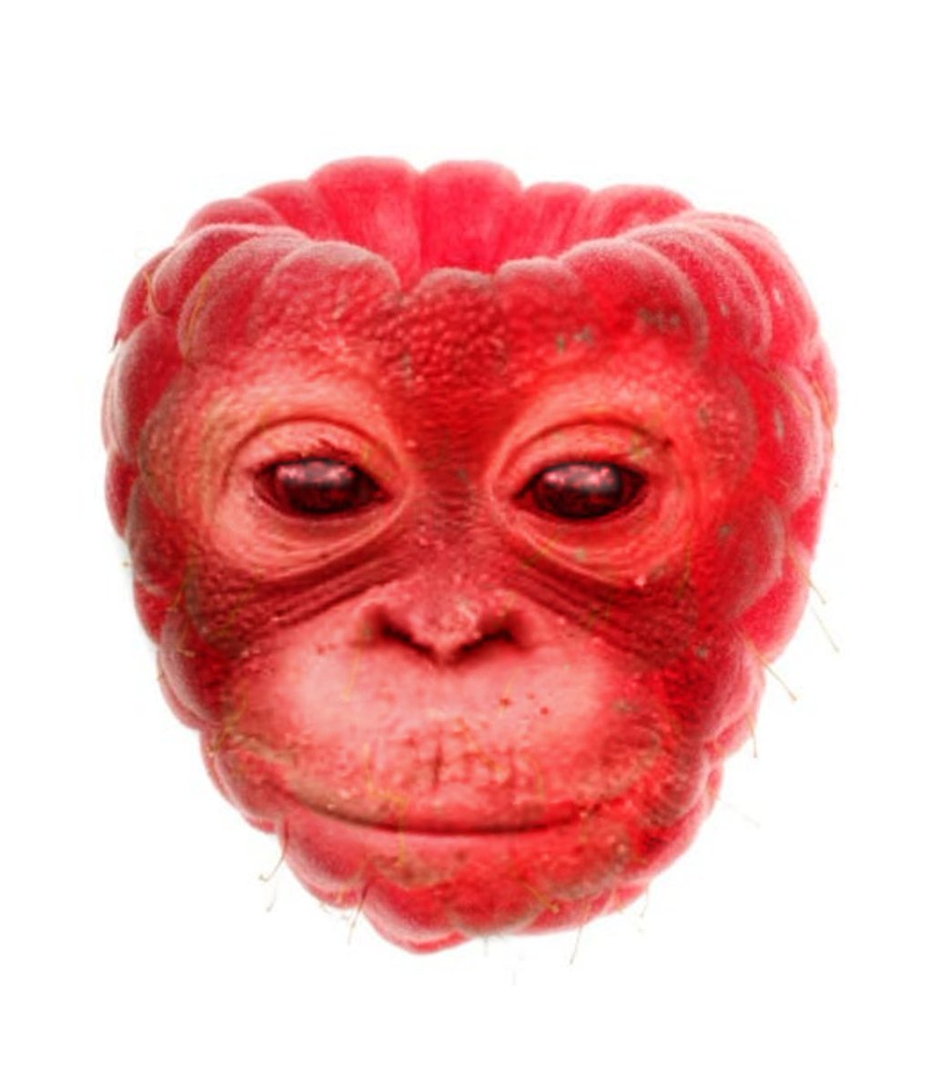 primateluvr tweet media