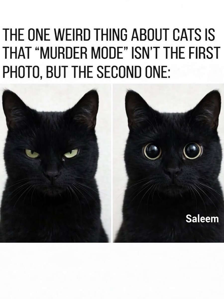 We don't deserve cats 😺 tweet media