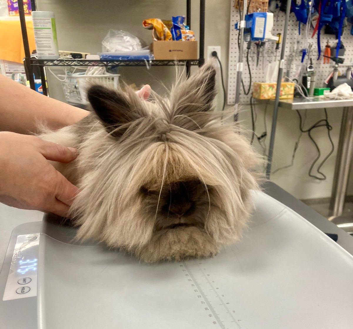 Spay Spa&Neuter Nook tweet media