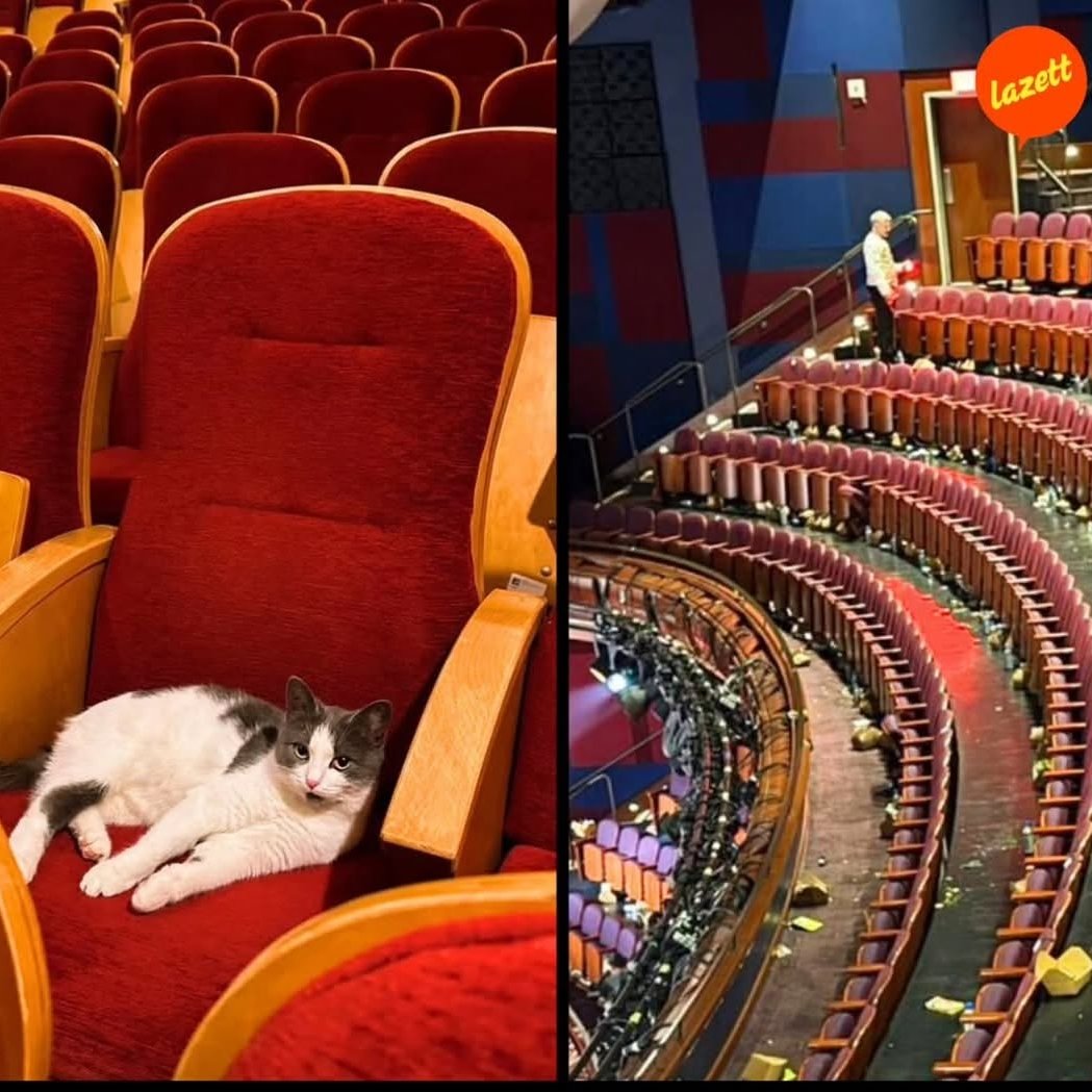 We don't deserve cats 😺 tweet media