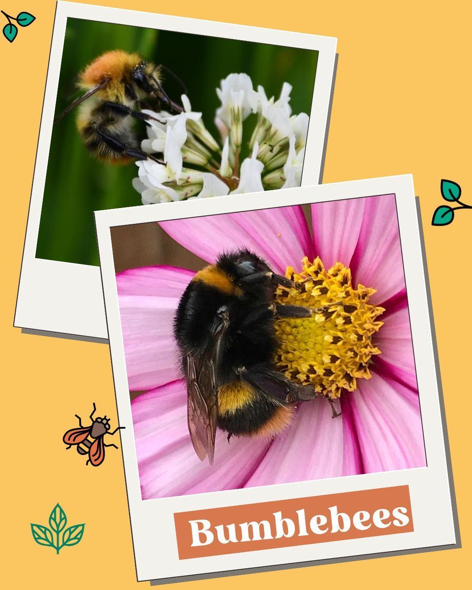 Field Studies Council tweet media