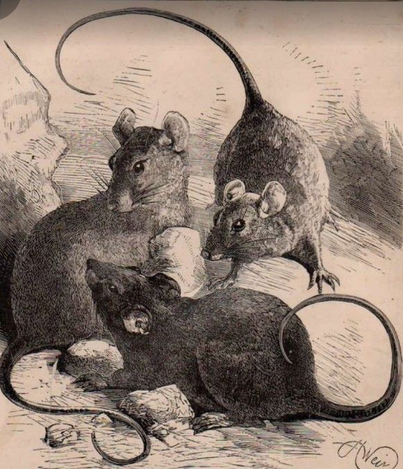 Cathy Cartomante⛧ ♤ • agenda aberta tweet media