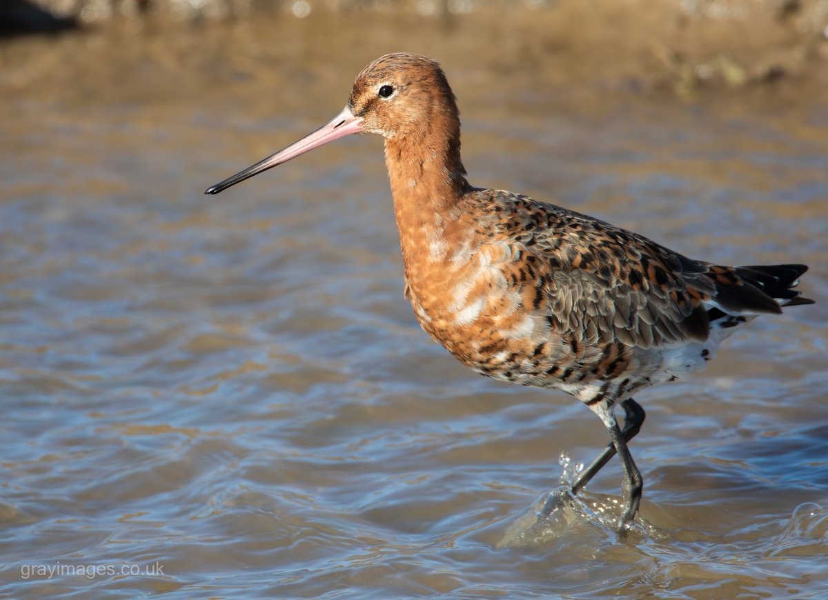 Sean Gray tweet media