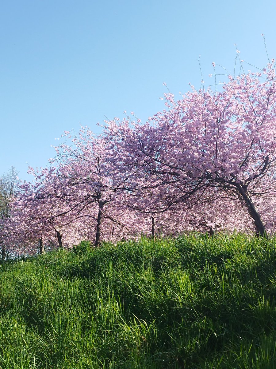 Ángela Redondo Almandoz tweet media