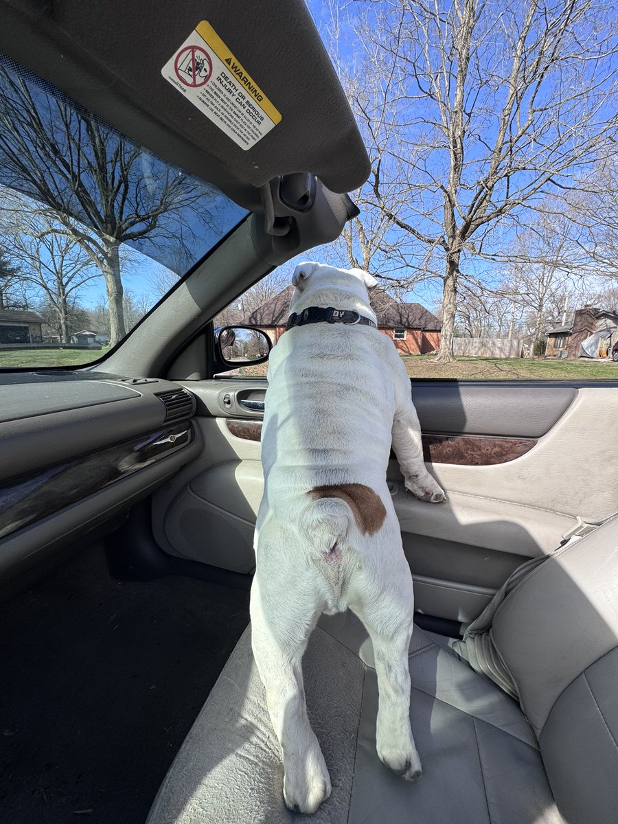 Colts Caveman tweet media