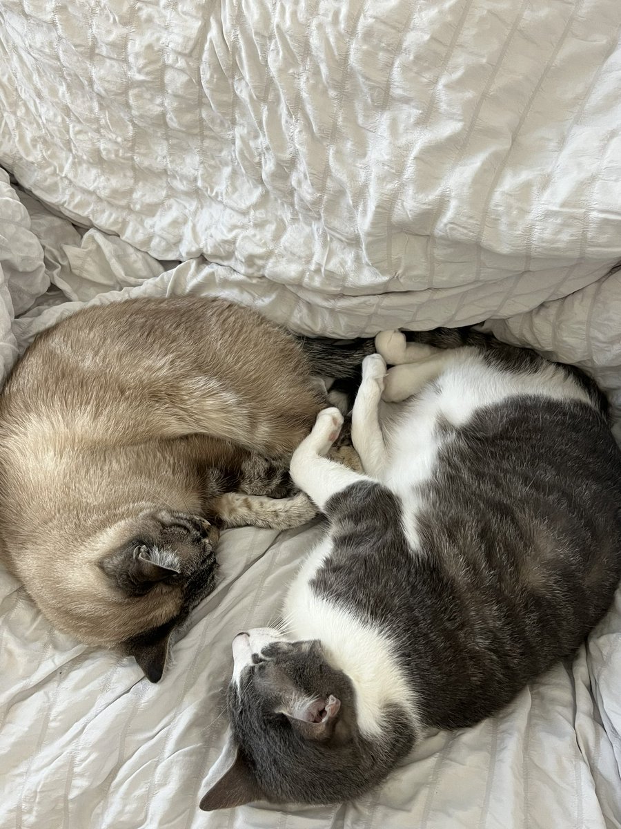 Mini_Tradez tweet media