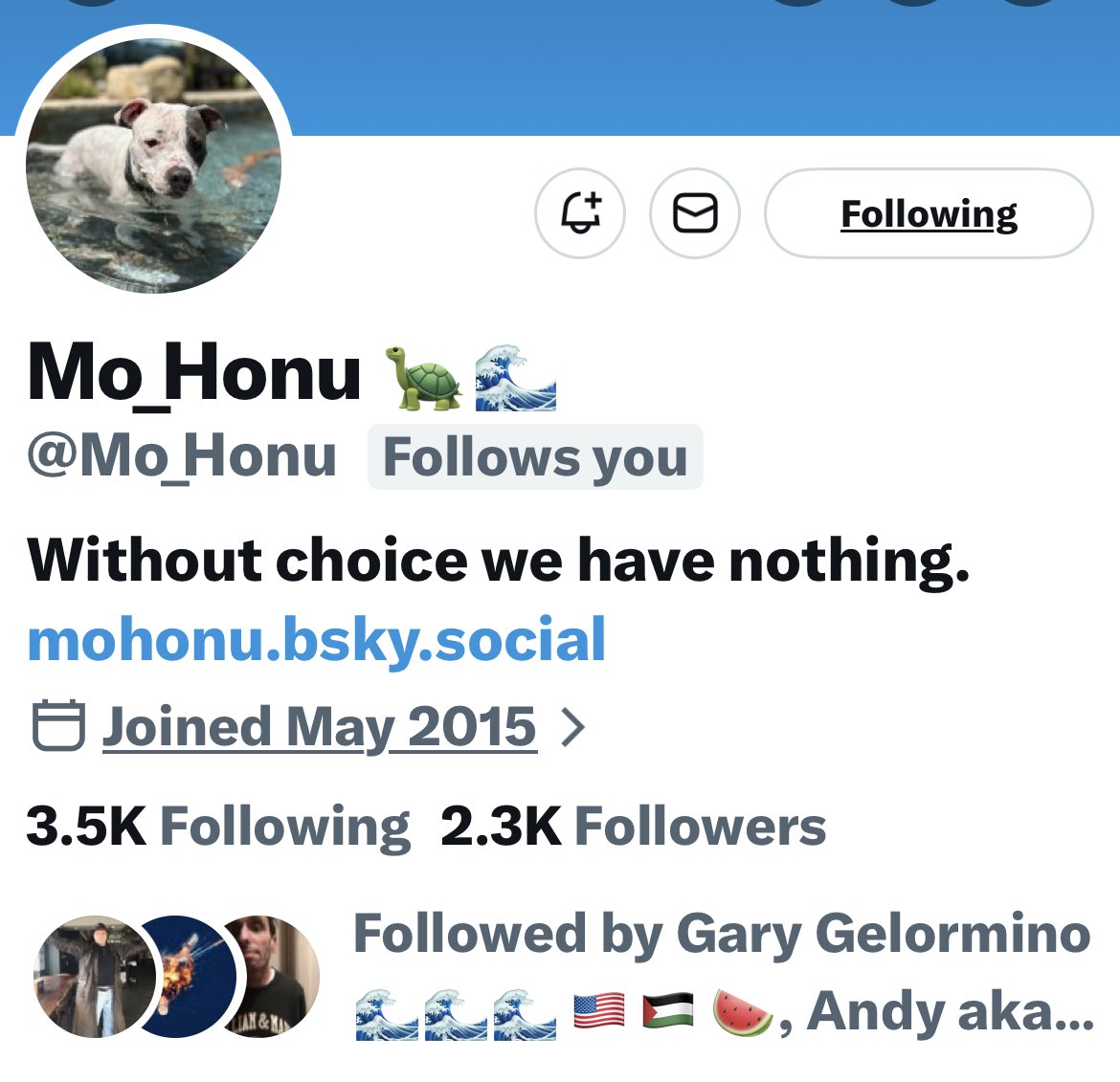 Turquoise Cat tweet media