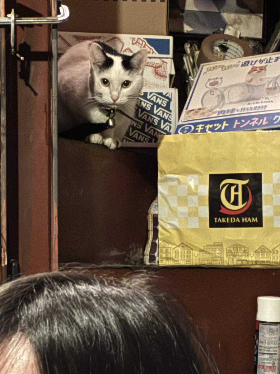 イケガヤドア tweet media