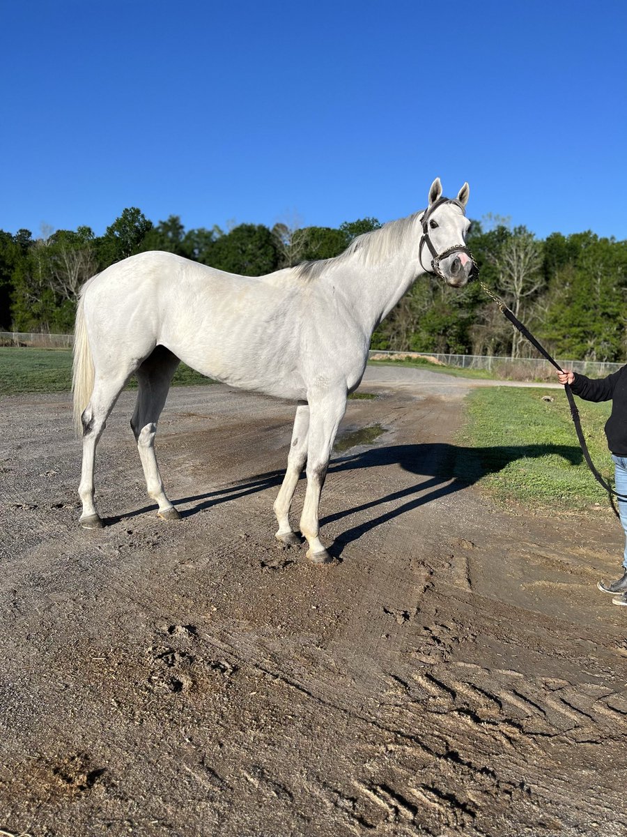 maggi moss tweet media