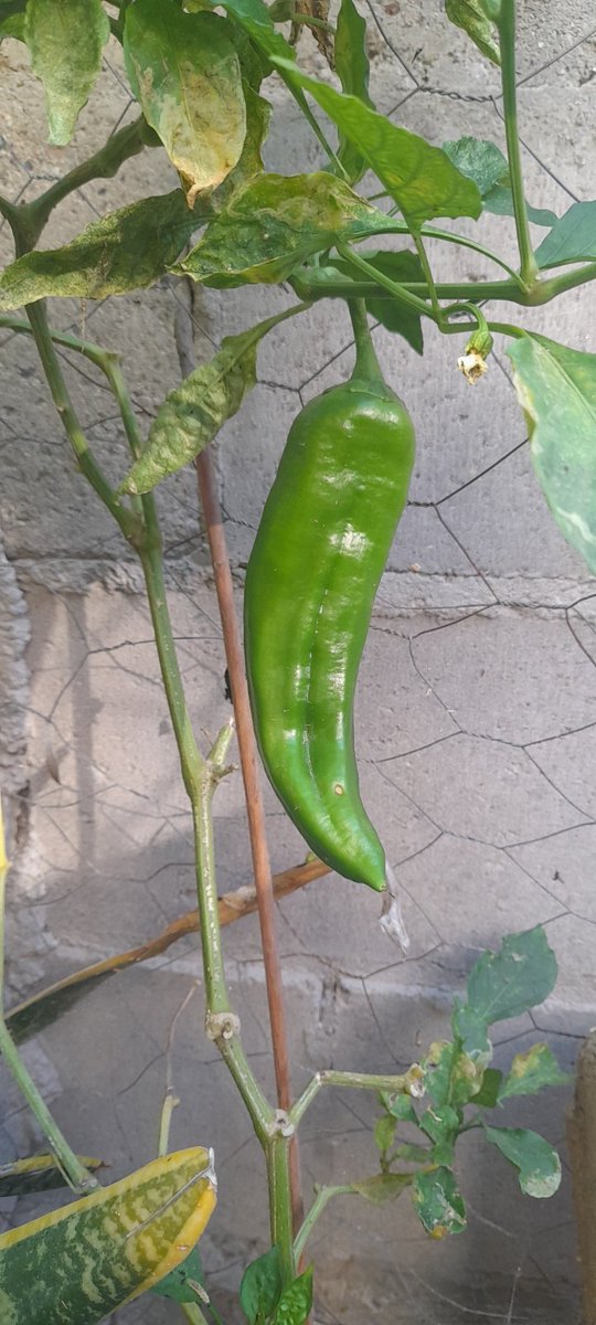 Yolanda Bouchard tweet media