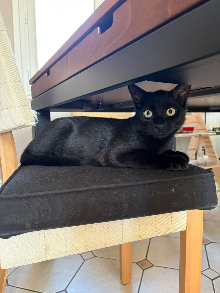 Association chats du bois de Vincennes et alentour tweet media