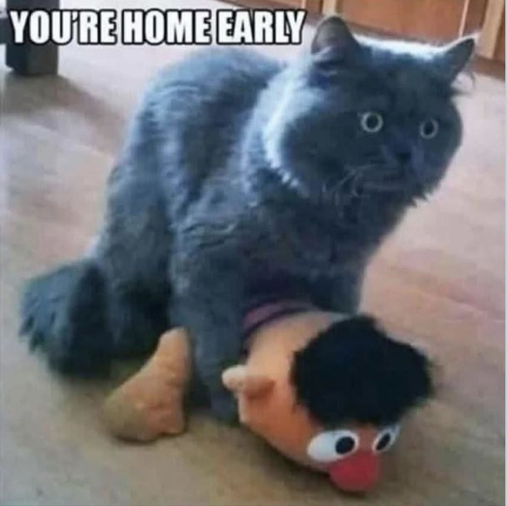 Diane 🧡🐊💙 tweet media