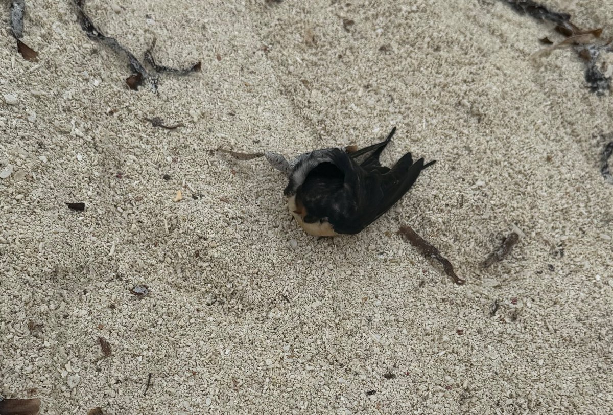 Soy Boy of the deep💛❤️💚 tweet media