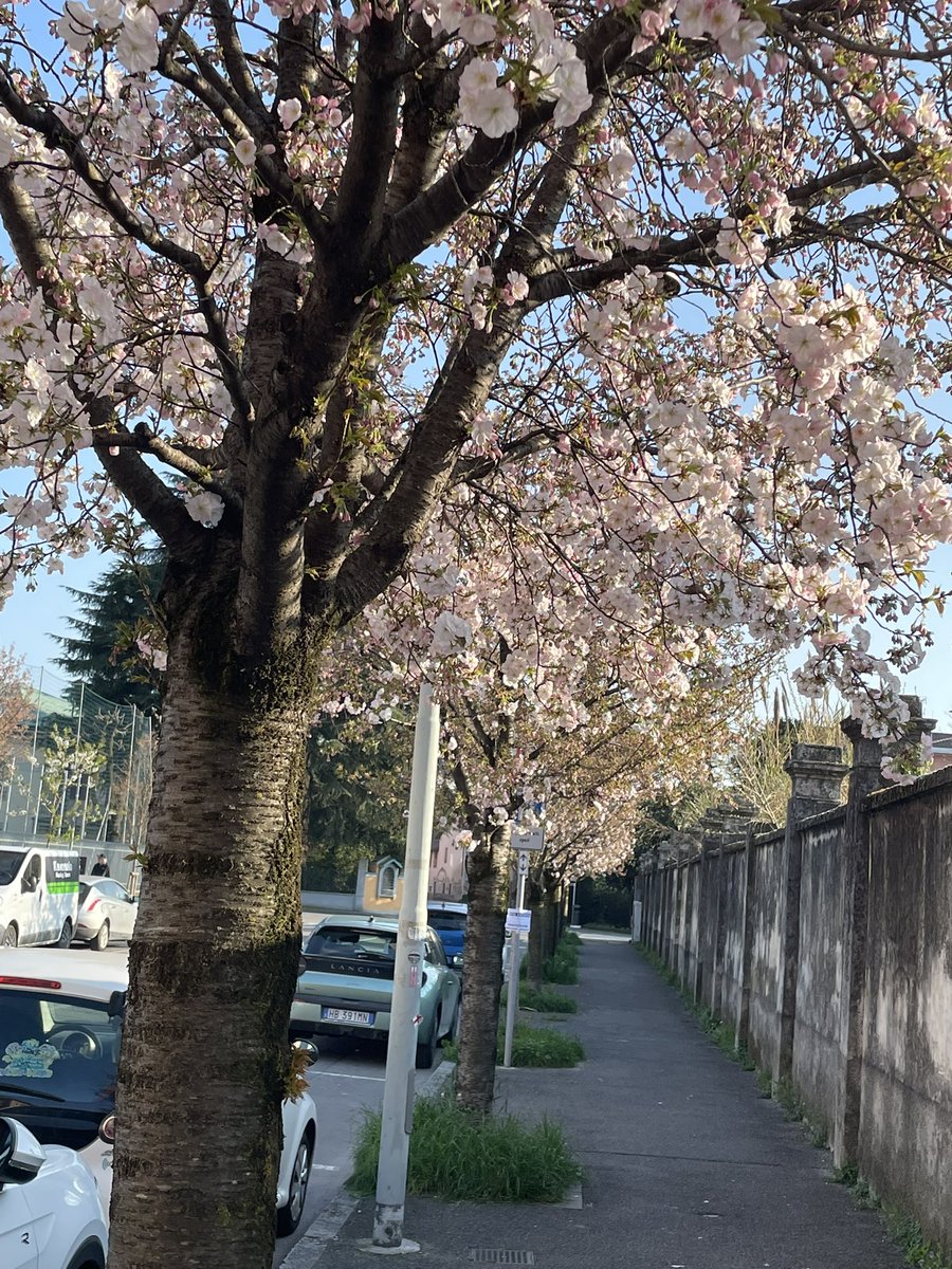 clemborghi's tweet photo. In via Casnida si è svegliata la sakura de noantri!
Anche noi, nostro piccolo, possiamo godere dello spettacolo della fioritura dei ciliegi https://t.co/doKA8jBNpS