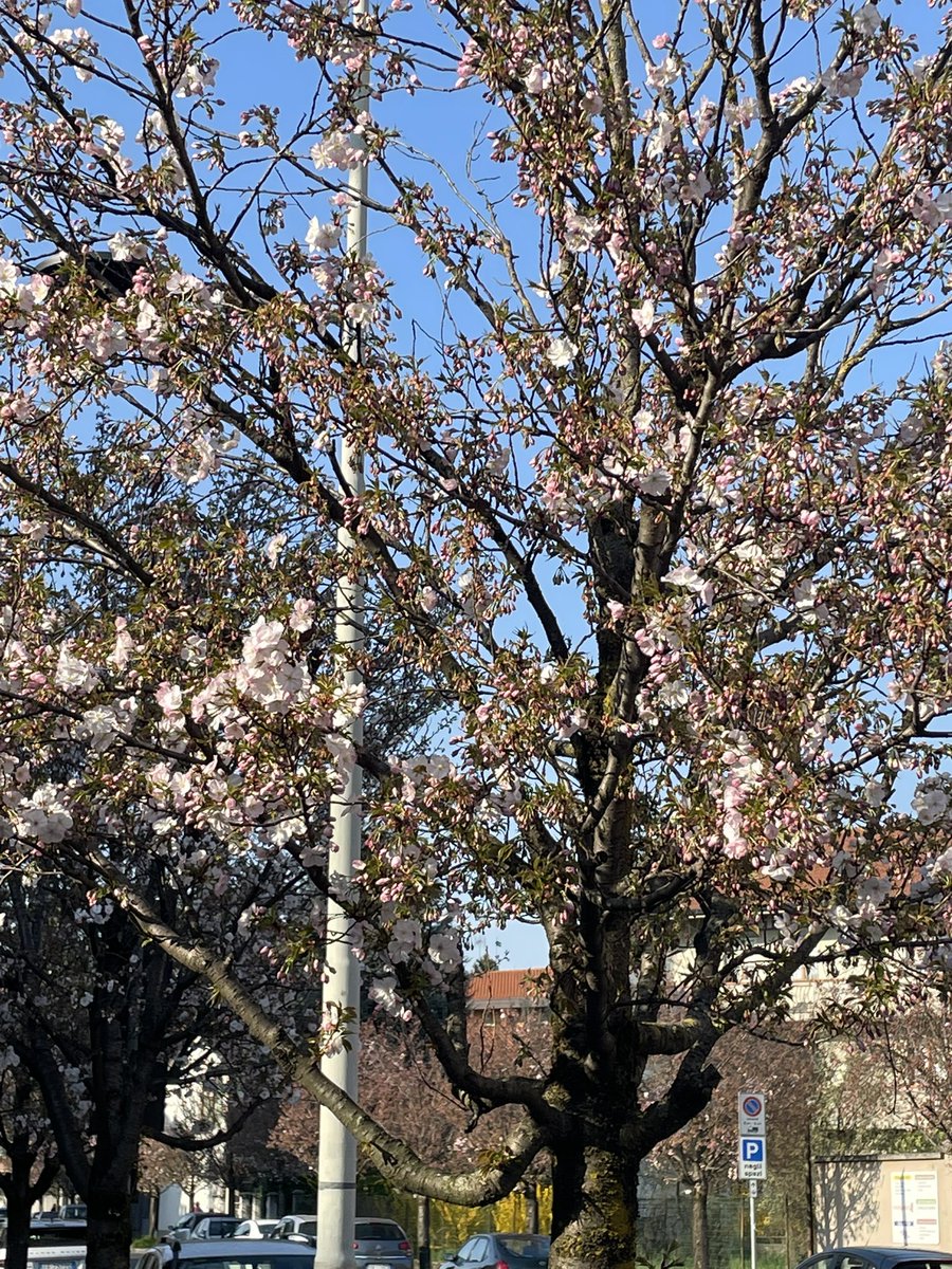 clemborghi's tweet photo. In via Casnida si è svegliata la sakura de noantri!
Anche noi, nostro piccolo, possiamo godere dello spettacolo della fioritura dei ciliegi https://t.co/doKA8jBNpS