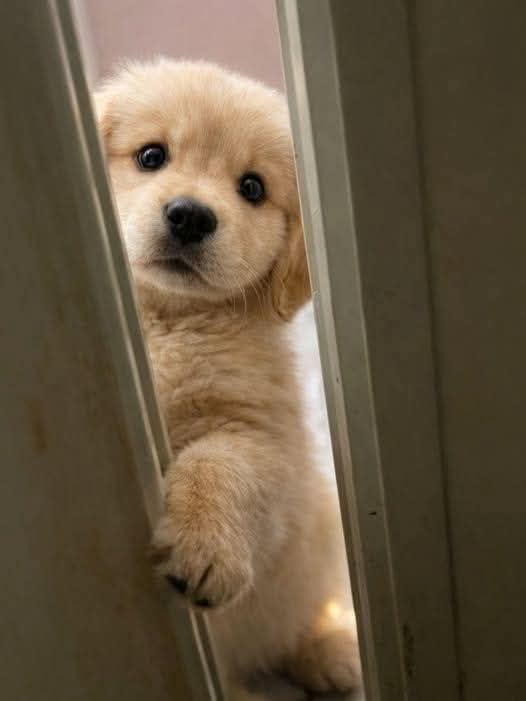 theDogLovers tweet media