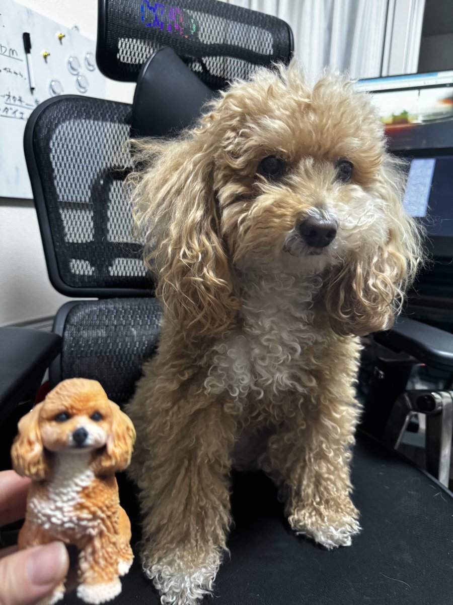 やしろあずき tweet media