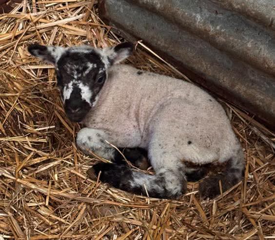 RagingDissident tweet media