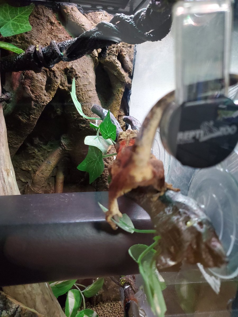 ヒナタ tweet media