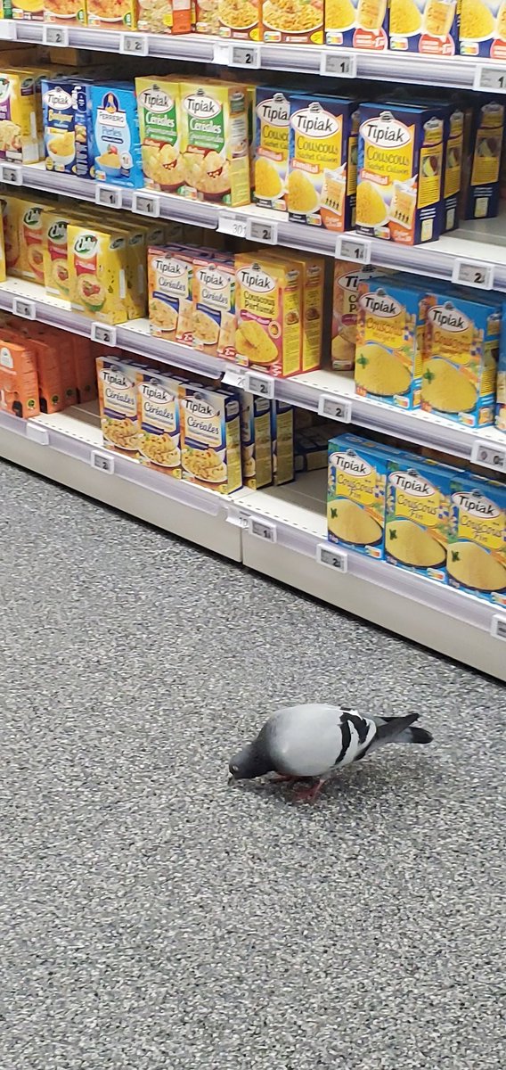 Petit-Pied tweet media