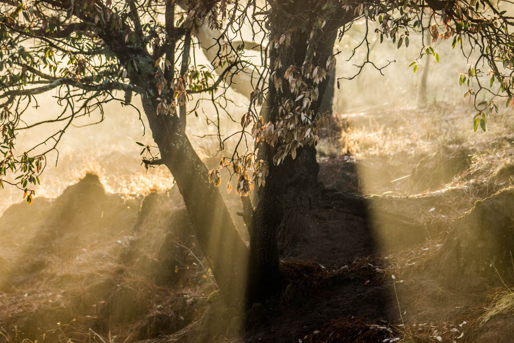 Iram Ortega 👁 tweet media