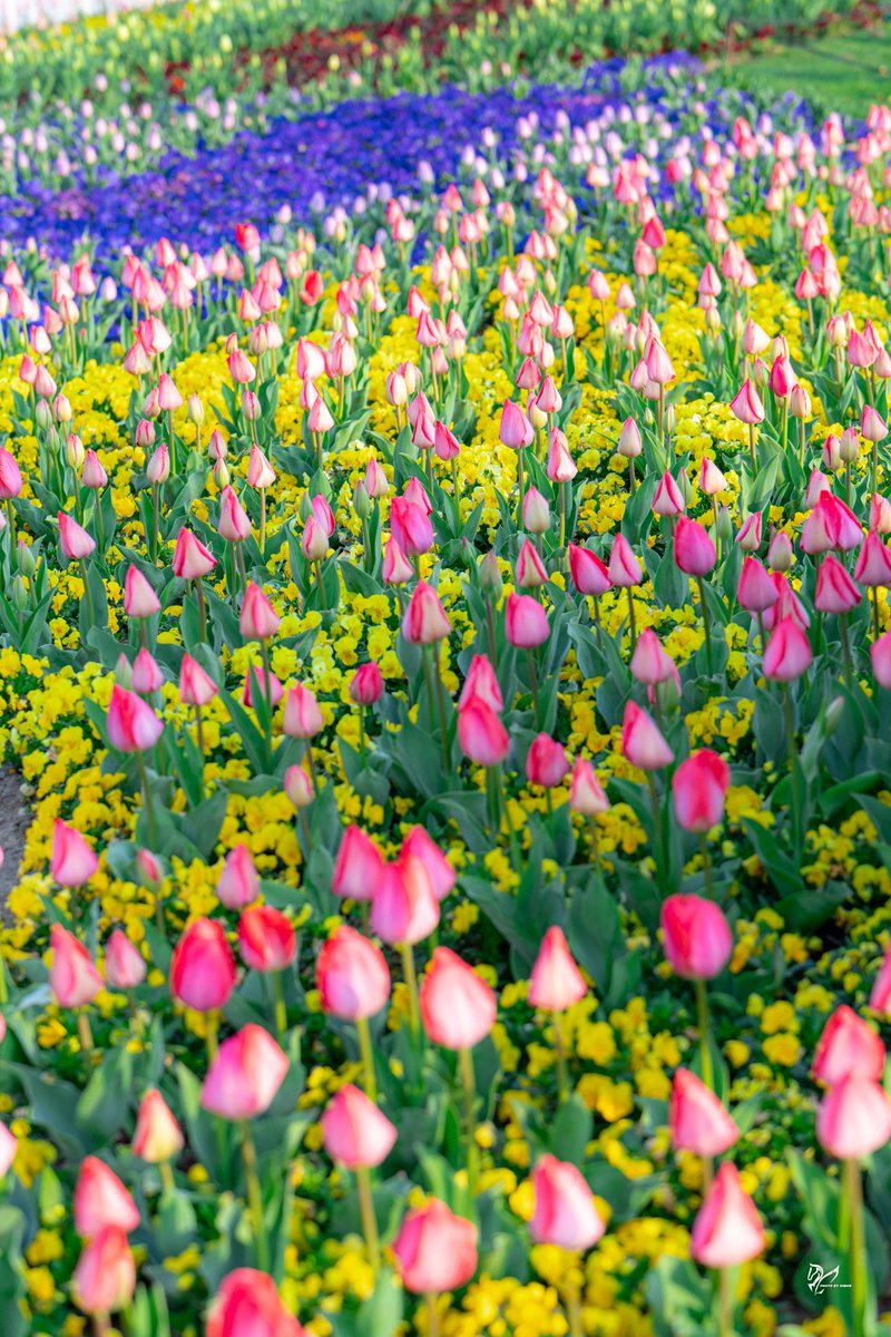 Modern Express 现代快报 tweet media