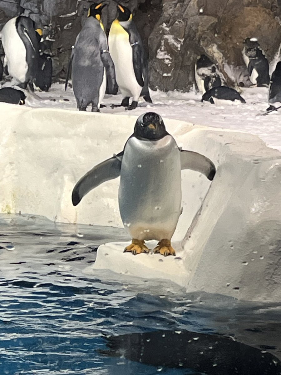 Reiphina 𓆩♕𓆪 🐡 tweet media