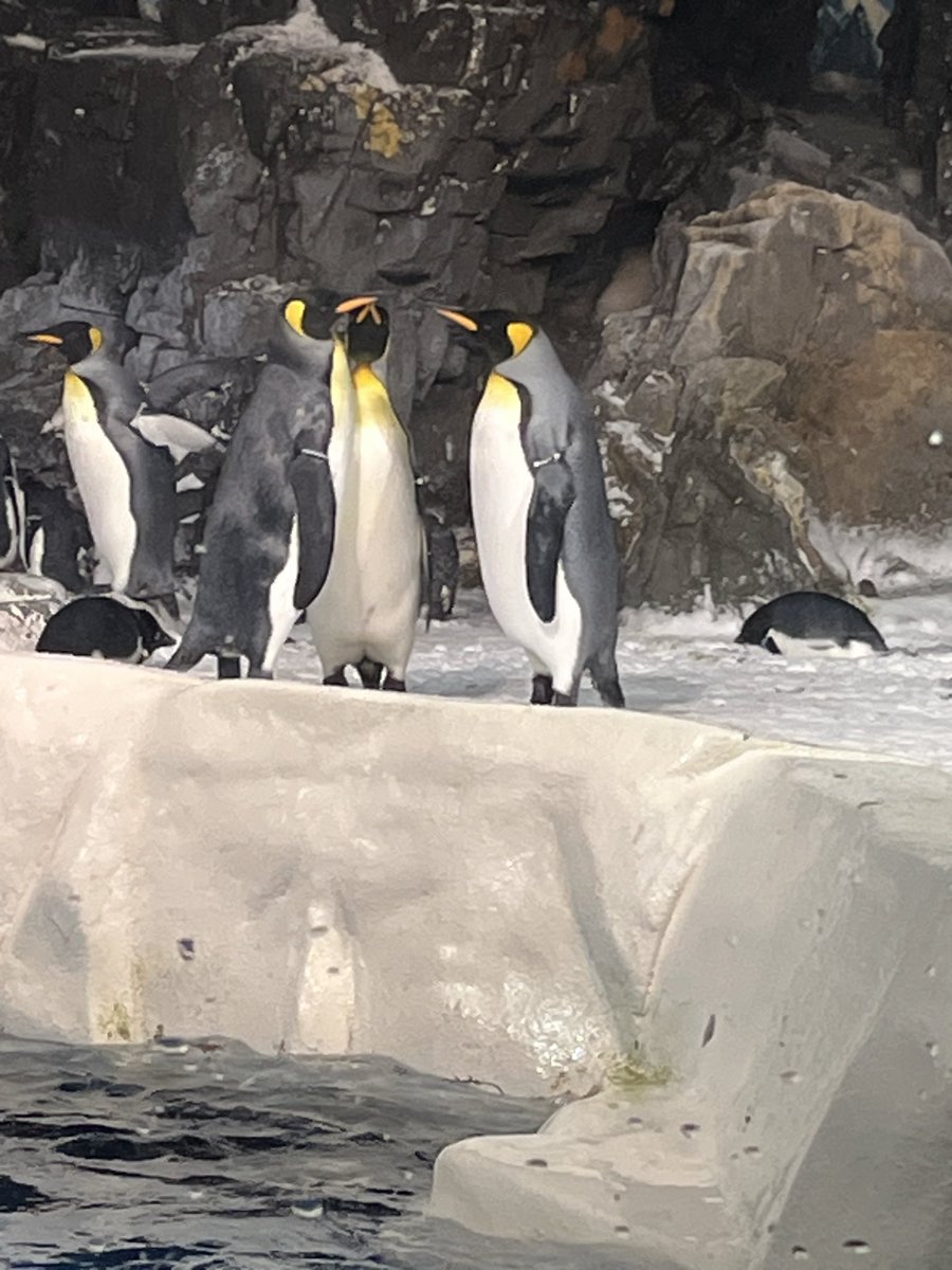 Reiphina 𓆩♕𓆪 🐡 tweet media