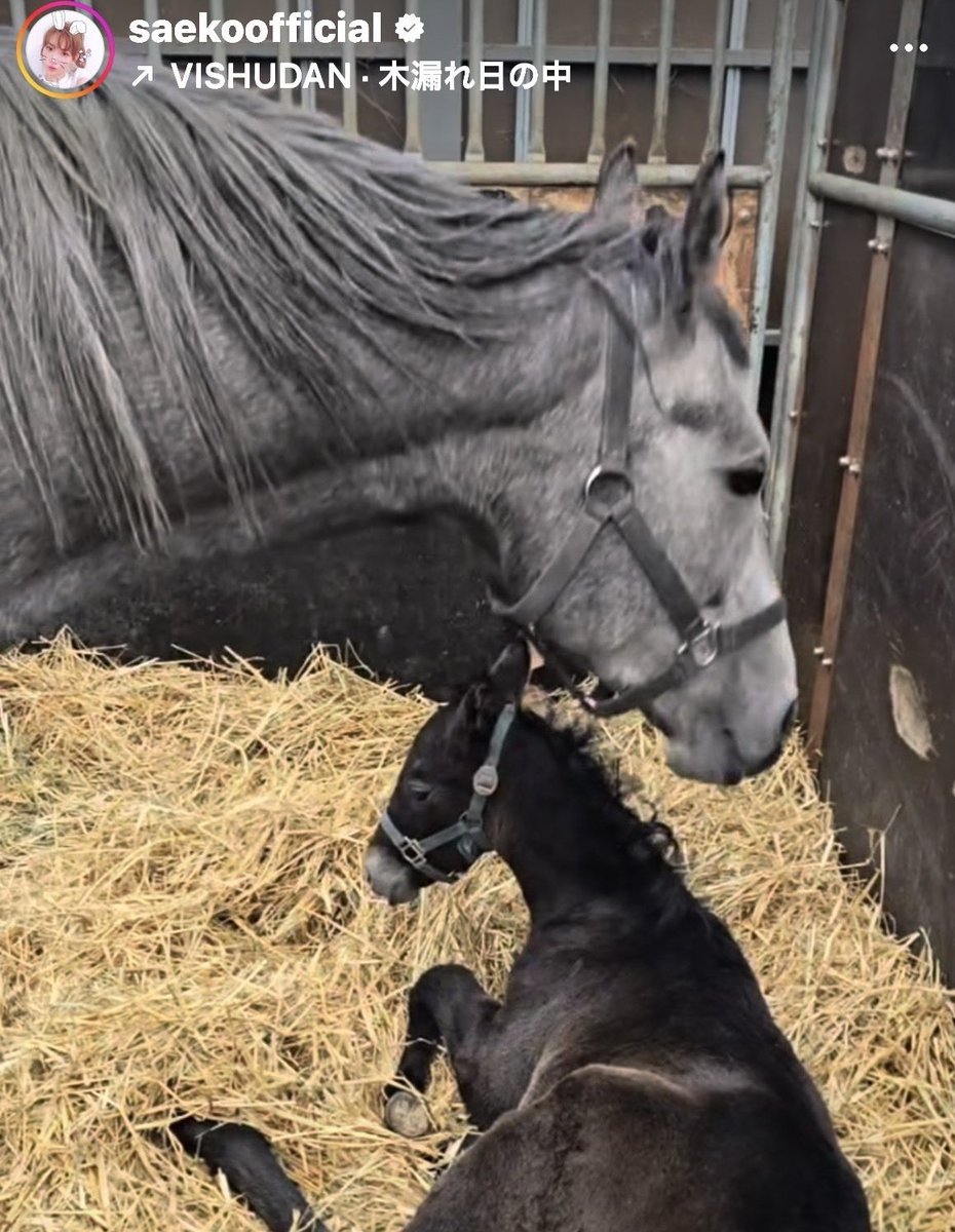 藍染ガレソの悲報（兼業投資家 tweet media