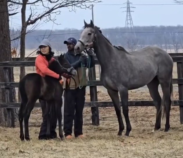 藍染ガレソの悲報（兼業投資家 tweet media