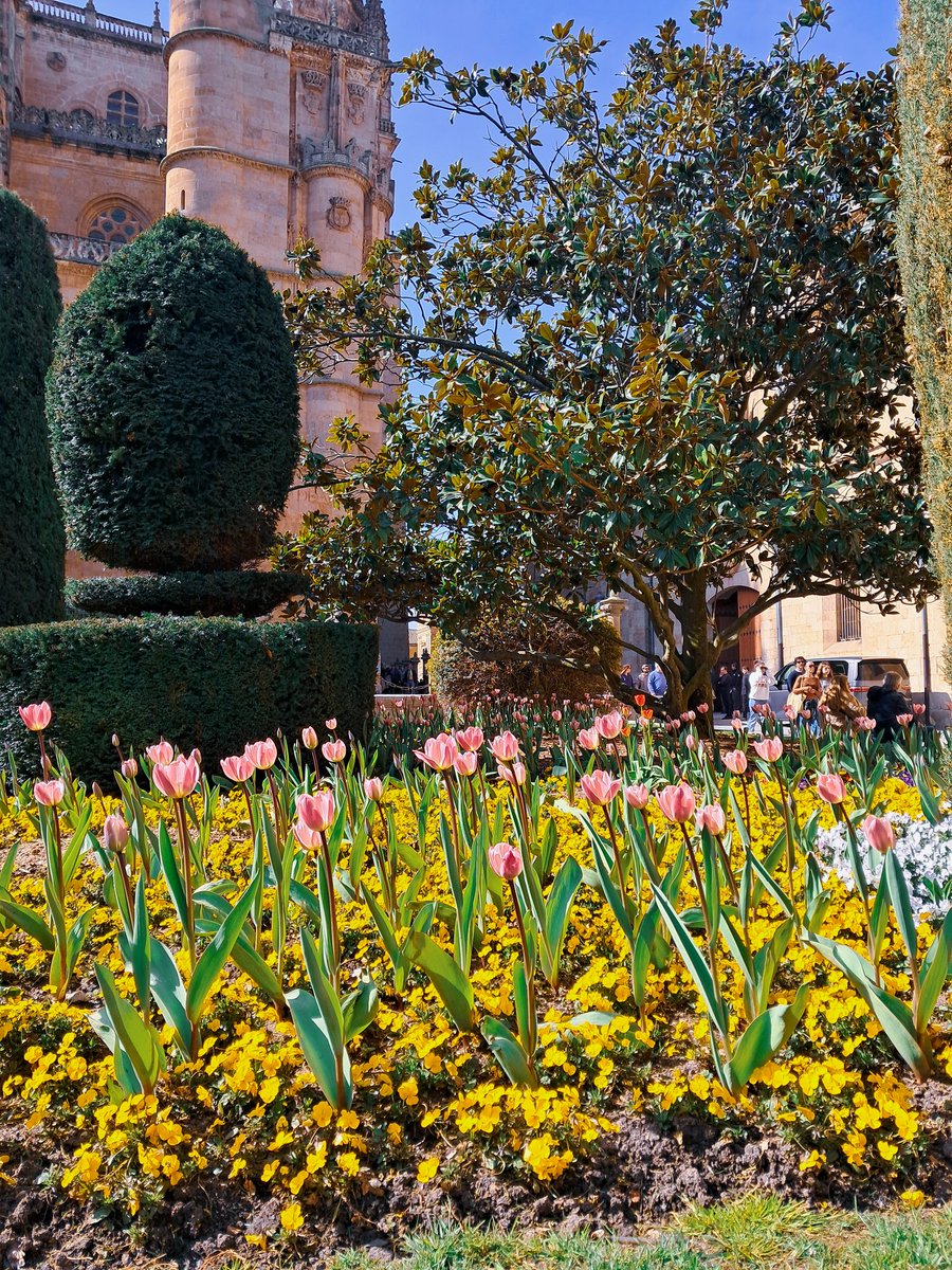 no se de quien ha sido la idea de plantar tulipanes en la plaza anaya pero que sepa que me ha hecho recobrar algo de ilusión por la vida <3
