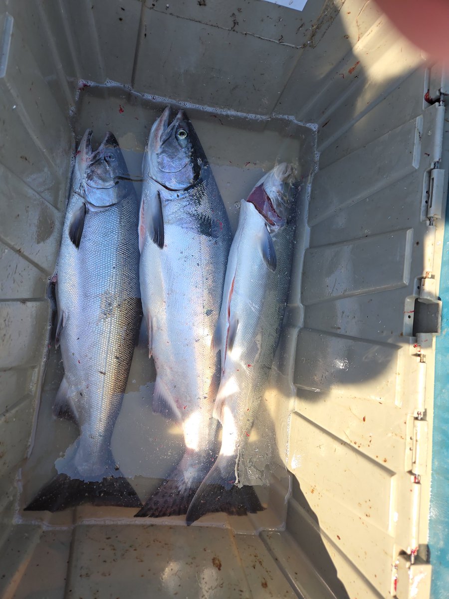 UpperLeftRides tweet media