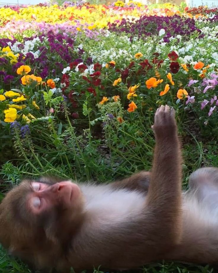 Out Of Context Monkeys tweet media