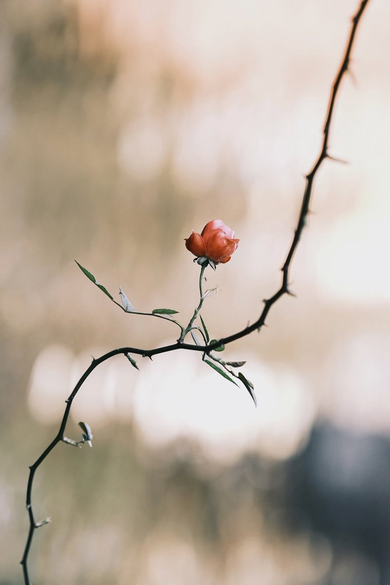 Discover beauty tweet media