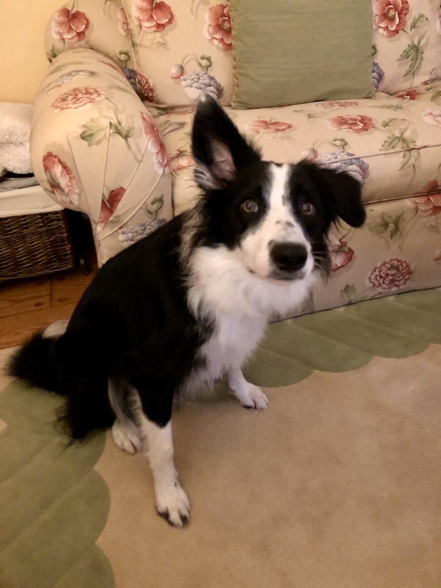 AnnSBarry1's tweet image. Throwback to me listening carefully to everything Momma was saying. 
#ThrowbackThursday #Moo #BorderCollie