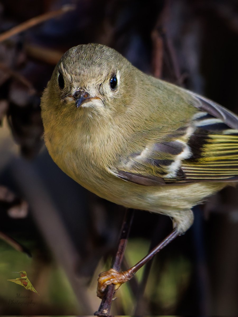 Avian Stalker tweet media