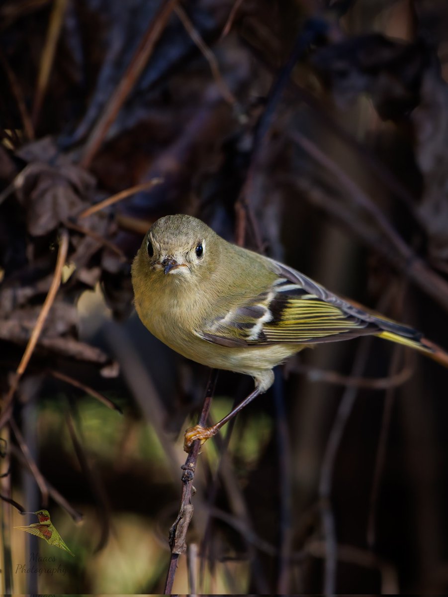 Avian Stalker tweet media