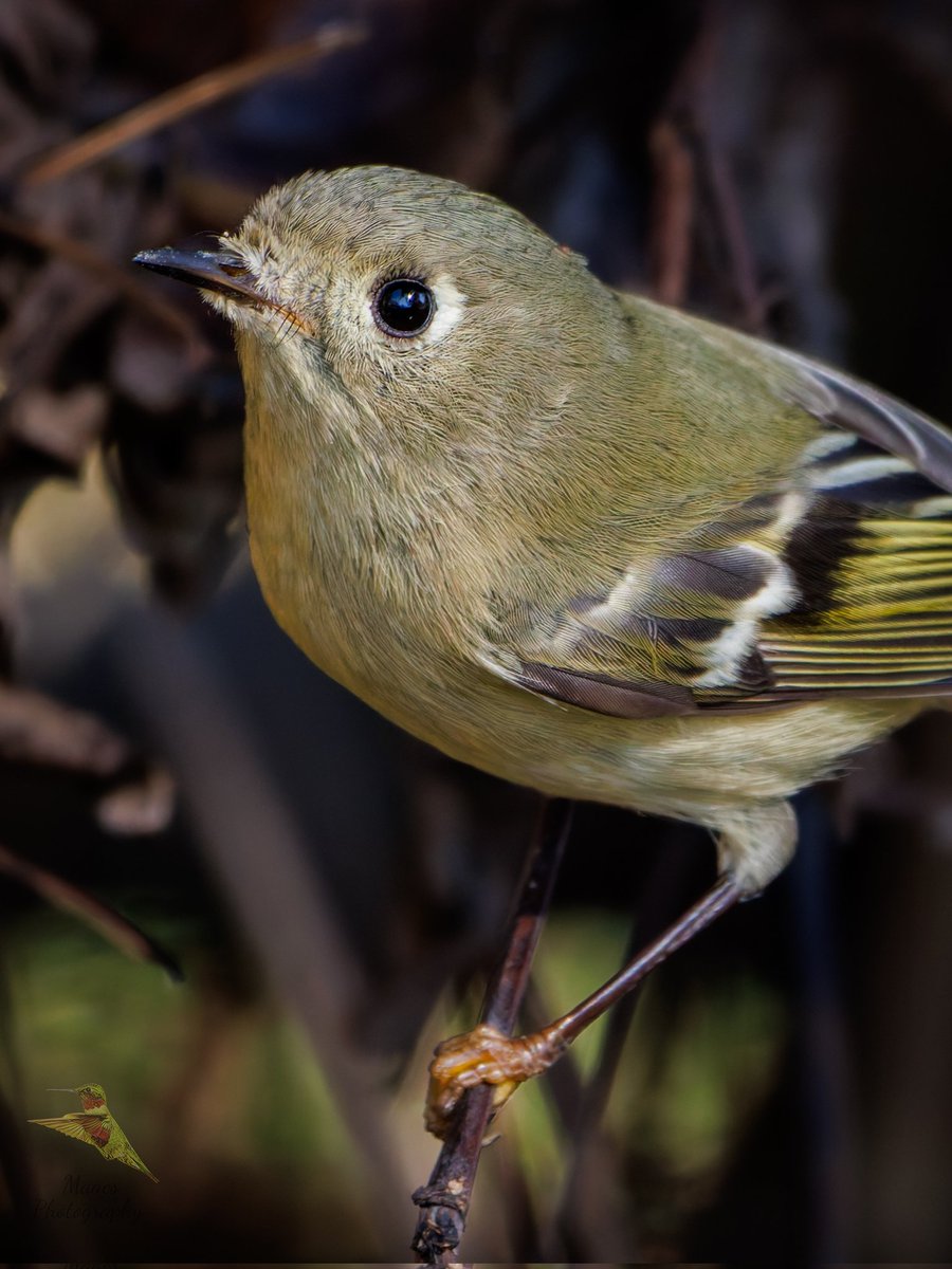 Avian Stalker tweet media