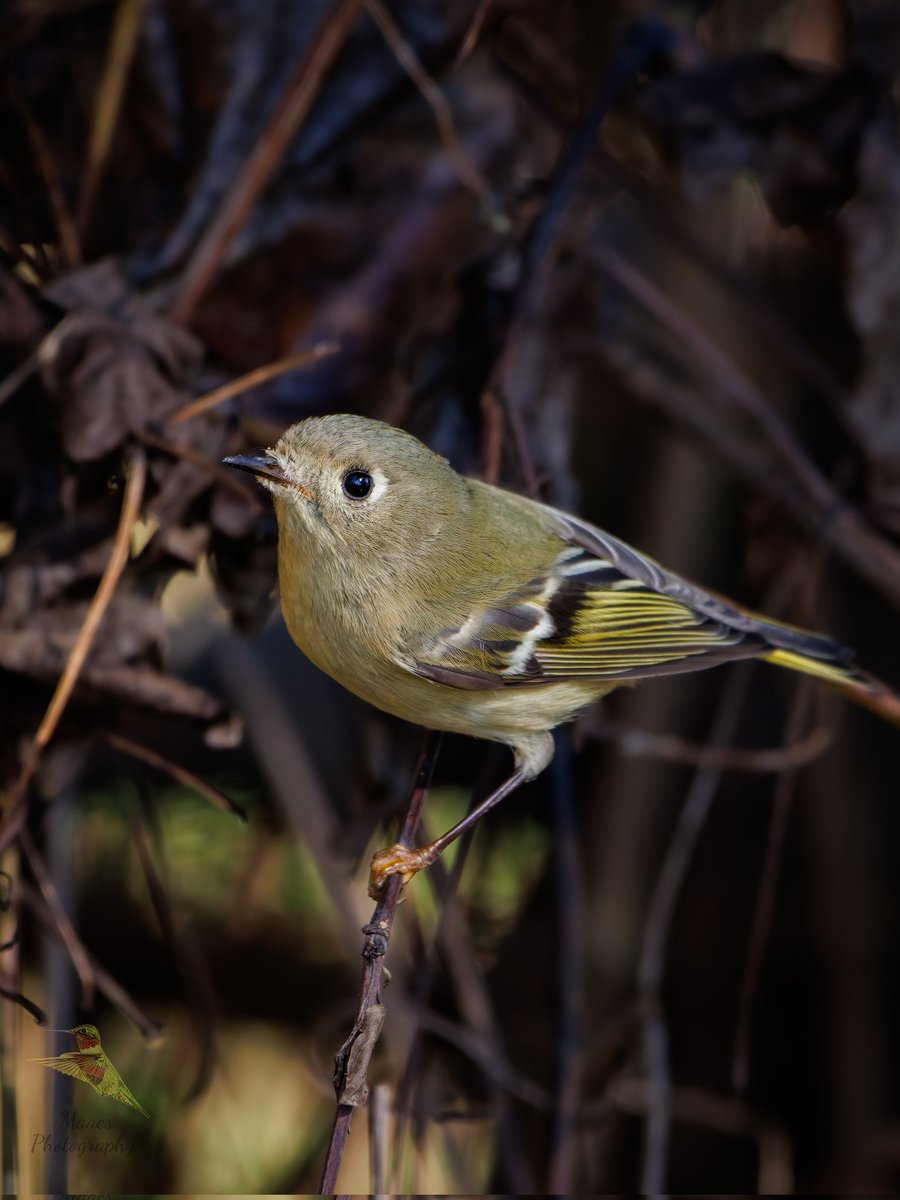 Avian Stalker tweet media