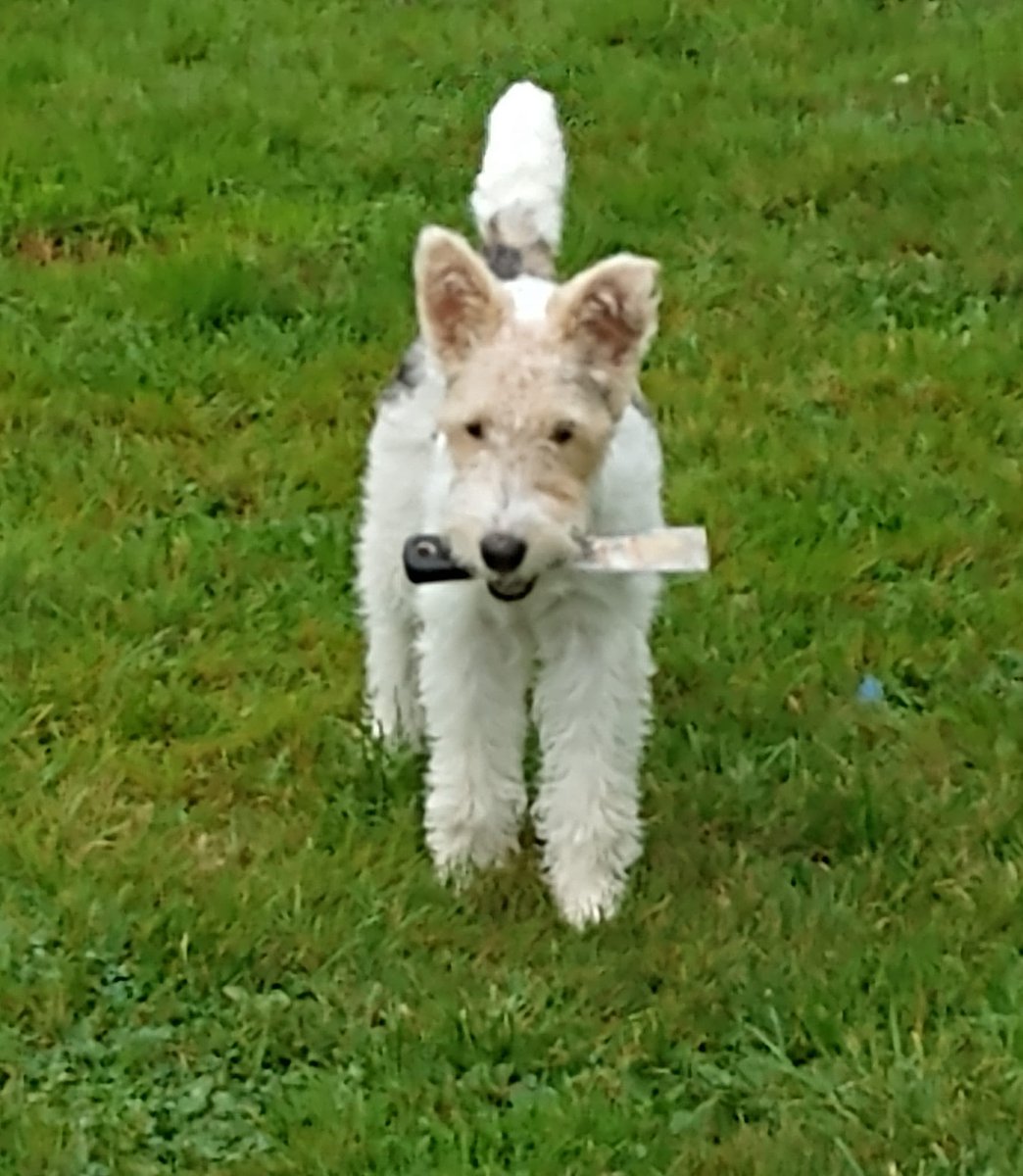 🐶🌈 Rumplepimple 🌈🐶 tweet media