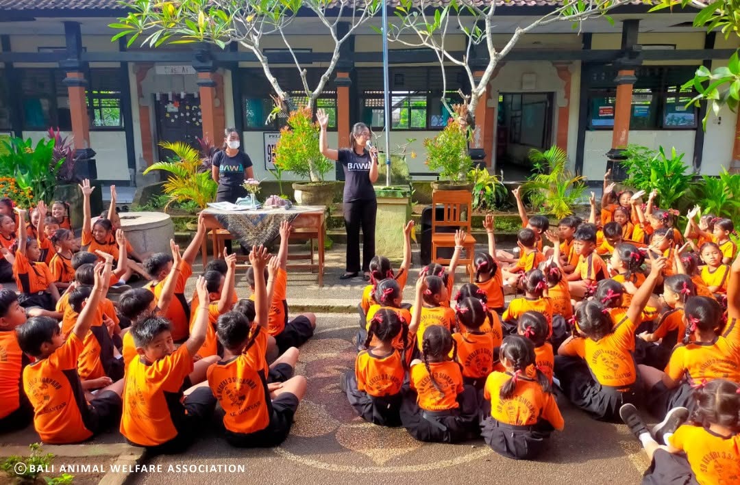 bawa_bali's tweet image. $1 can change a life 💛

BAWA has already reached 6,000+ students this year, teaching kindness, safety, and care for animals.

$1 educates a child. $30 transforms a classroom.

Help shape a kinder future: bawabali.com/donate 🐾

#bali #animal #welfare #dogs