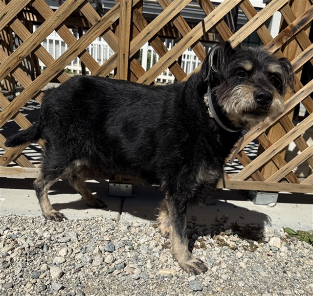 LancasterAnimalShelt tweet media