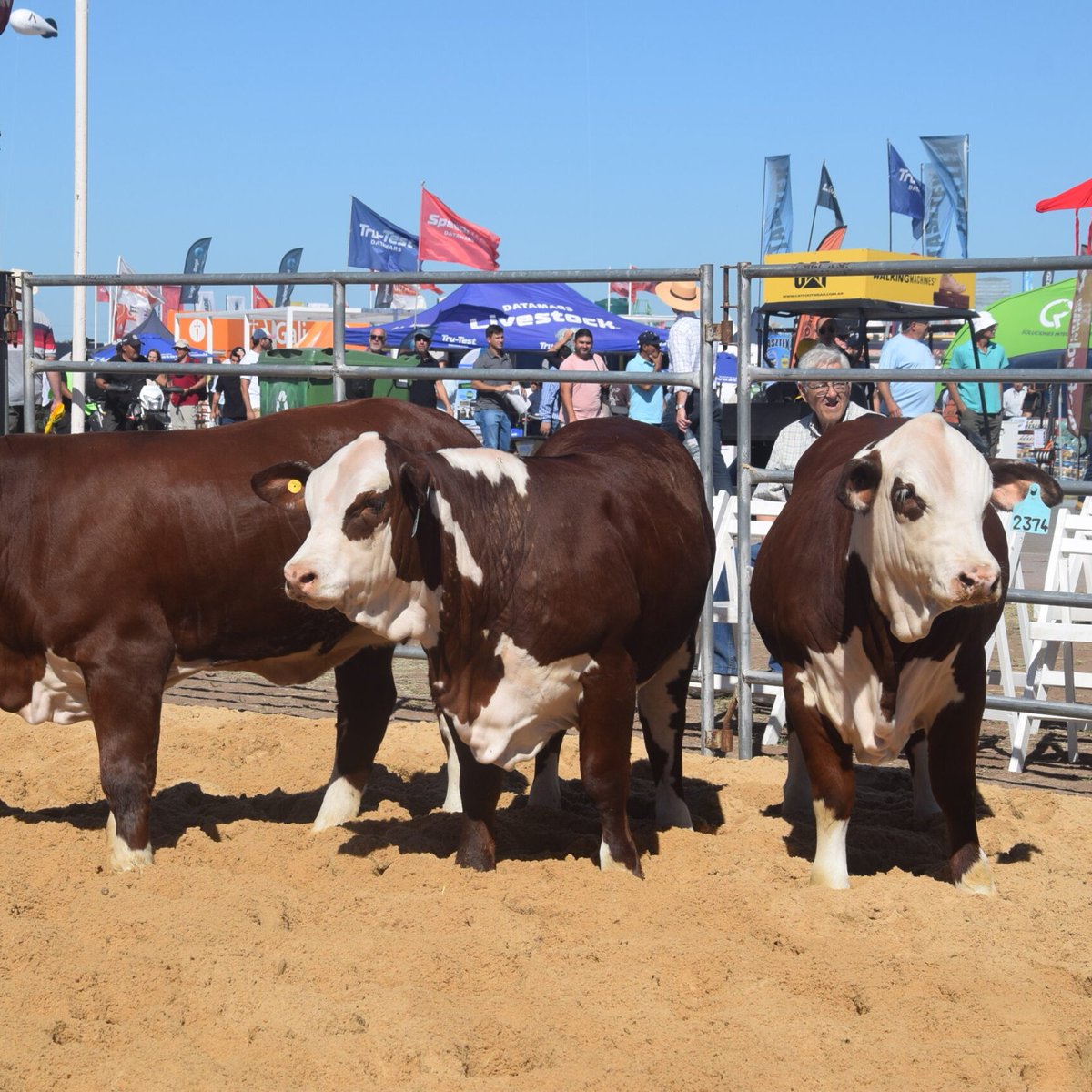 Braford Argentina tweet media