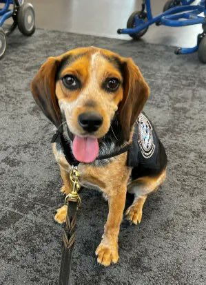 Libs of TikTok tweet media