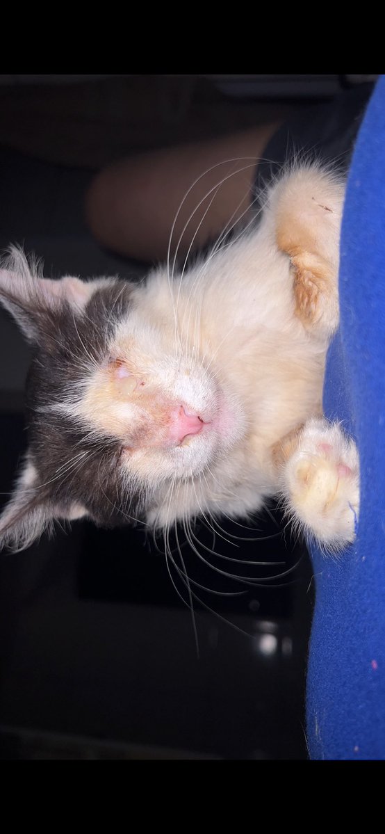 Gatinhos da Di 🐈 Abrigo Davi tweet media