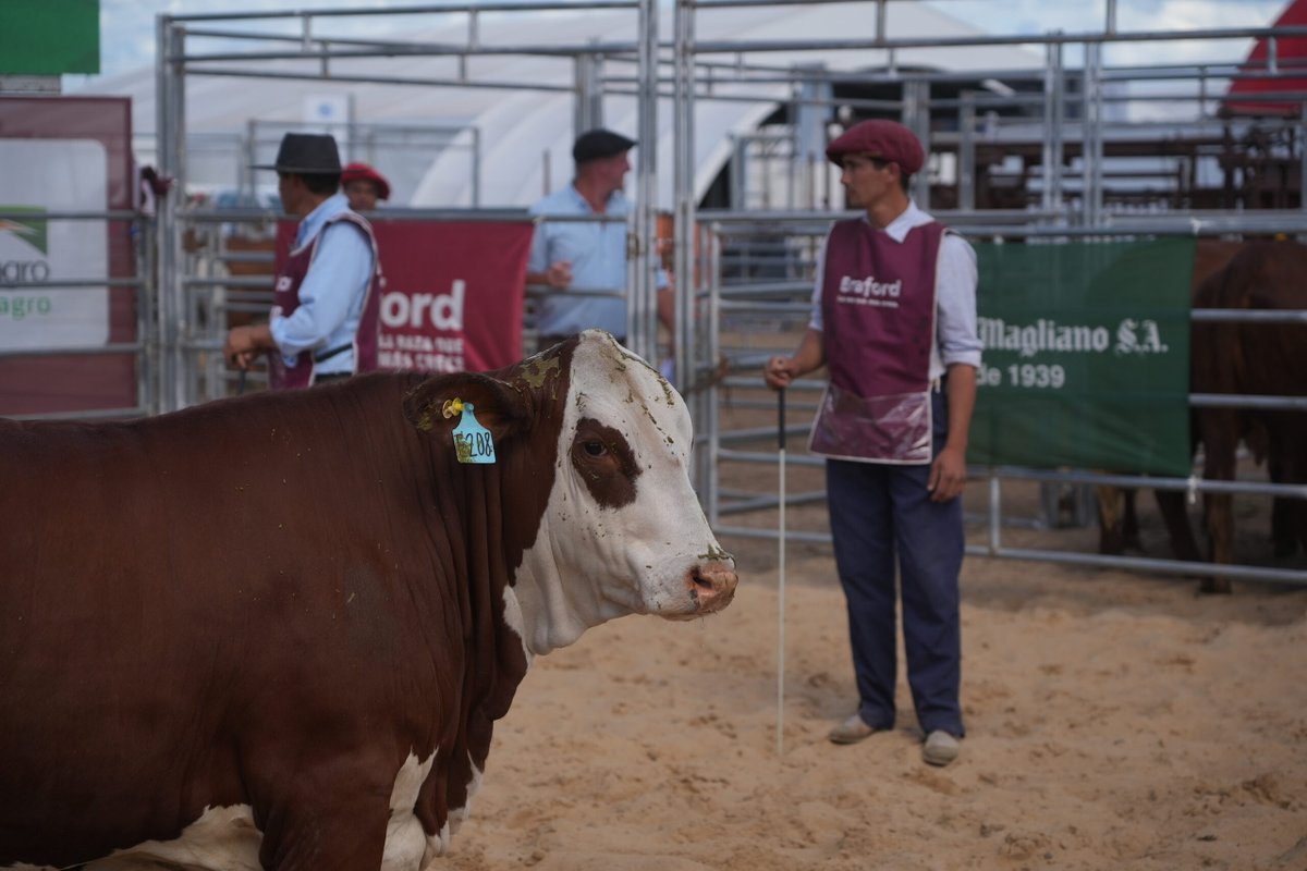 Braford Argentina tweet media