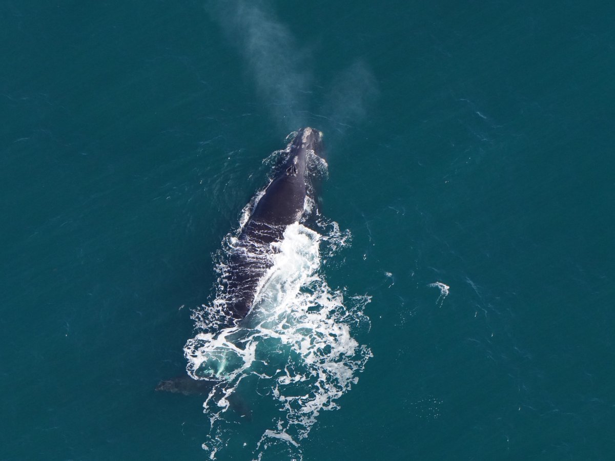 New England Aquarium tweet media